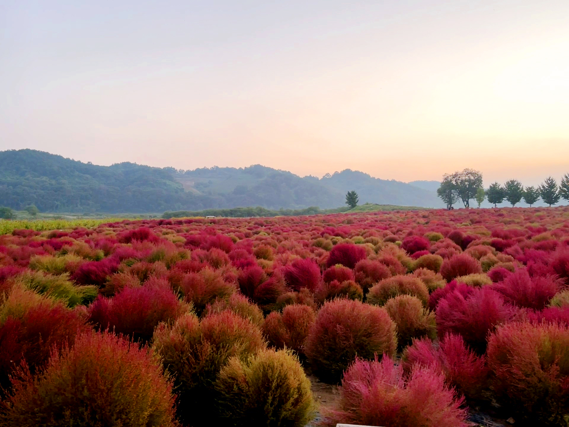 연천 임진강 댑싸리 공원