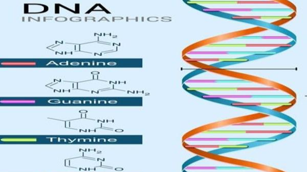 유전자-DNA이중나선구조