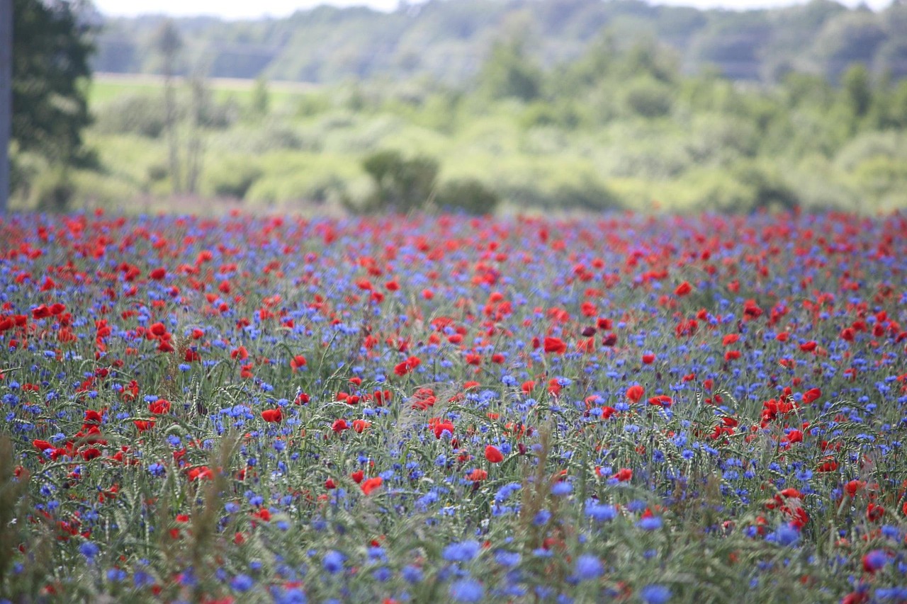 사물인터넷(IoT)을 활용한 스마트 팜 구축 가이드