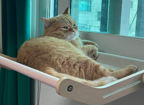 고양이 개미약 섭취 증상
