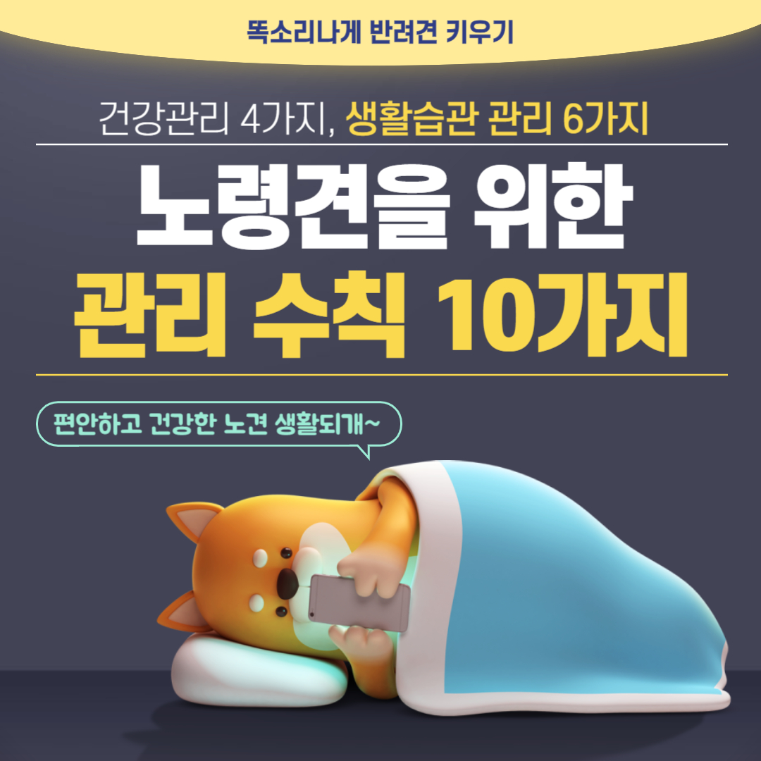 노령견을 위한 건강관리 수칙 10가지