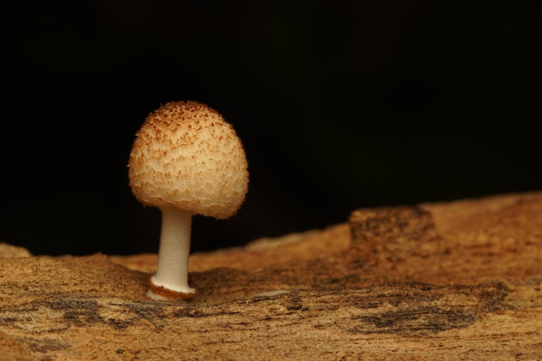 Popup