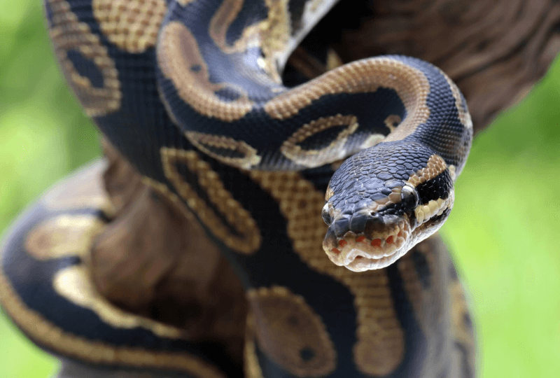 전남 여수 주택가 멸종위기 야생 구렁이 출몰