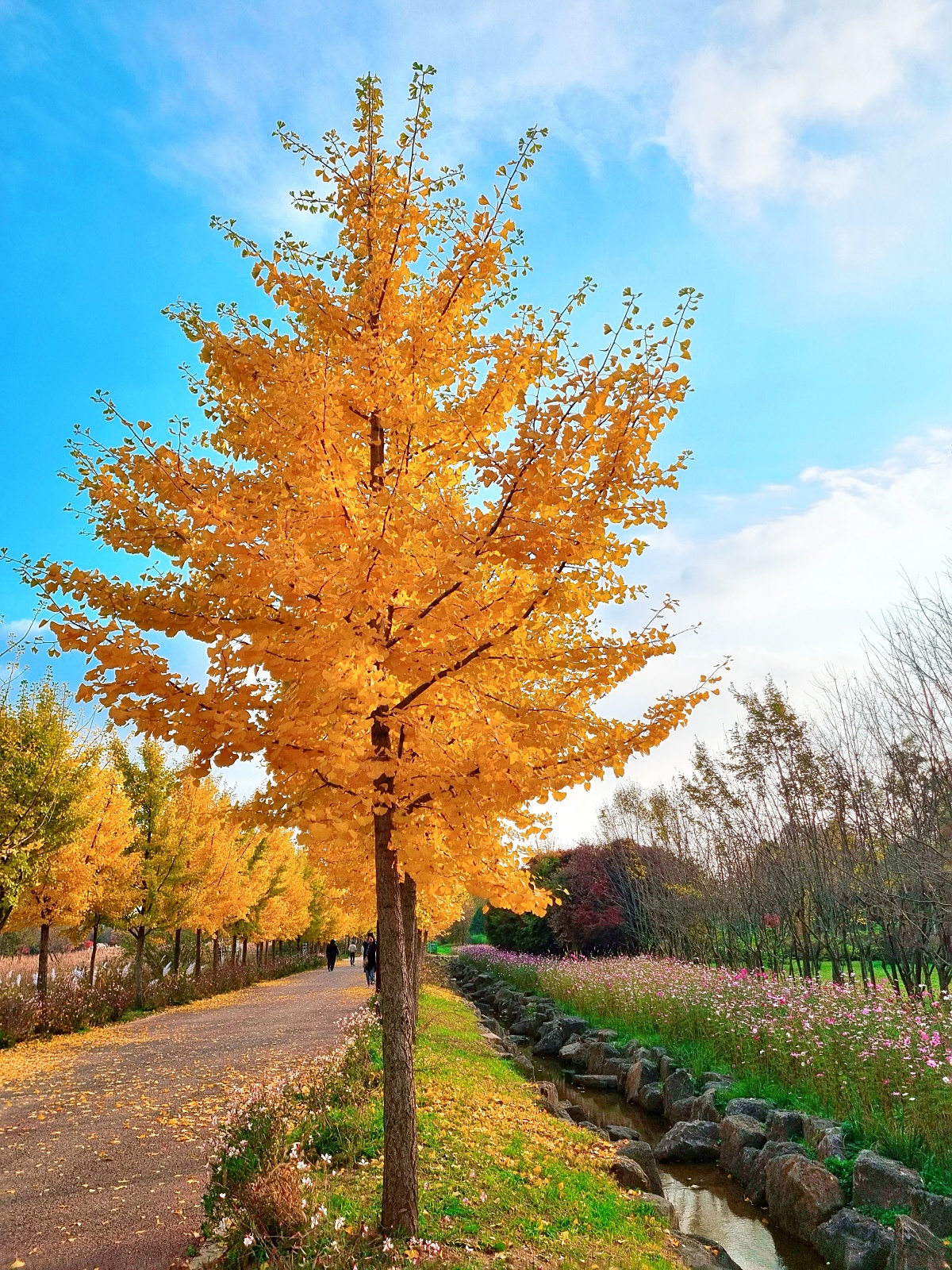 핑크뮬리부터 은행나무길까지, 드림파크 야생화공원 가을 축제와 산책
