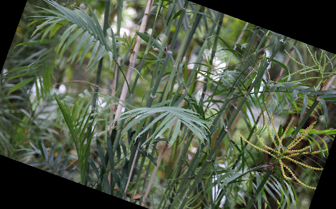 실내 공기정화식물 순위