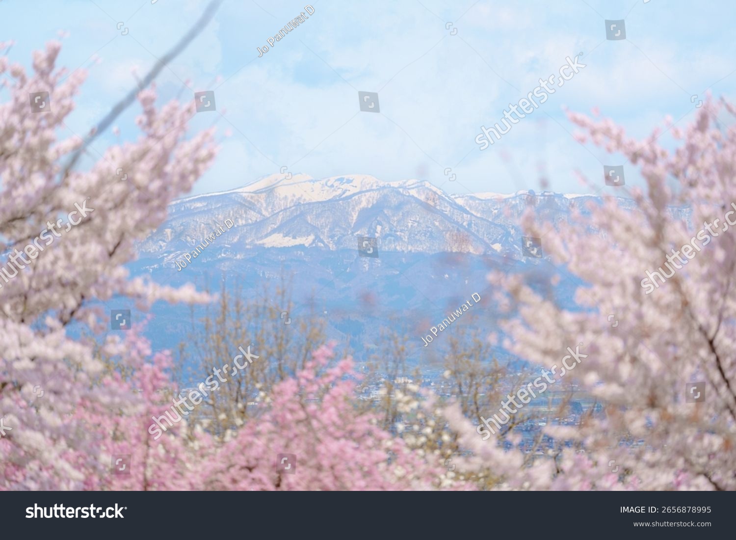 봄철 설산과 사쿠라 벚꽃사진입니다.