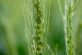 곡우 뜻 &amp;#124; 24절기 정리