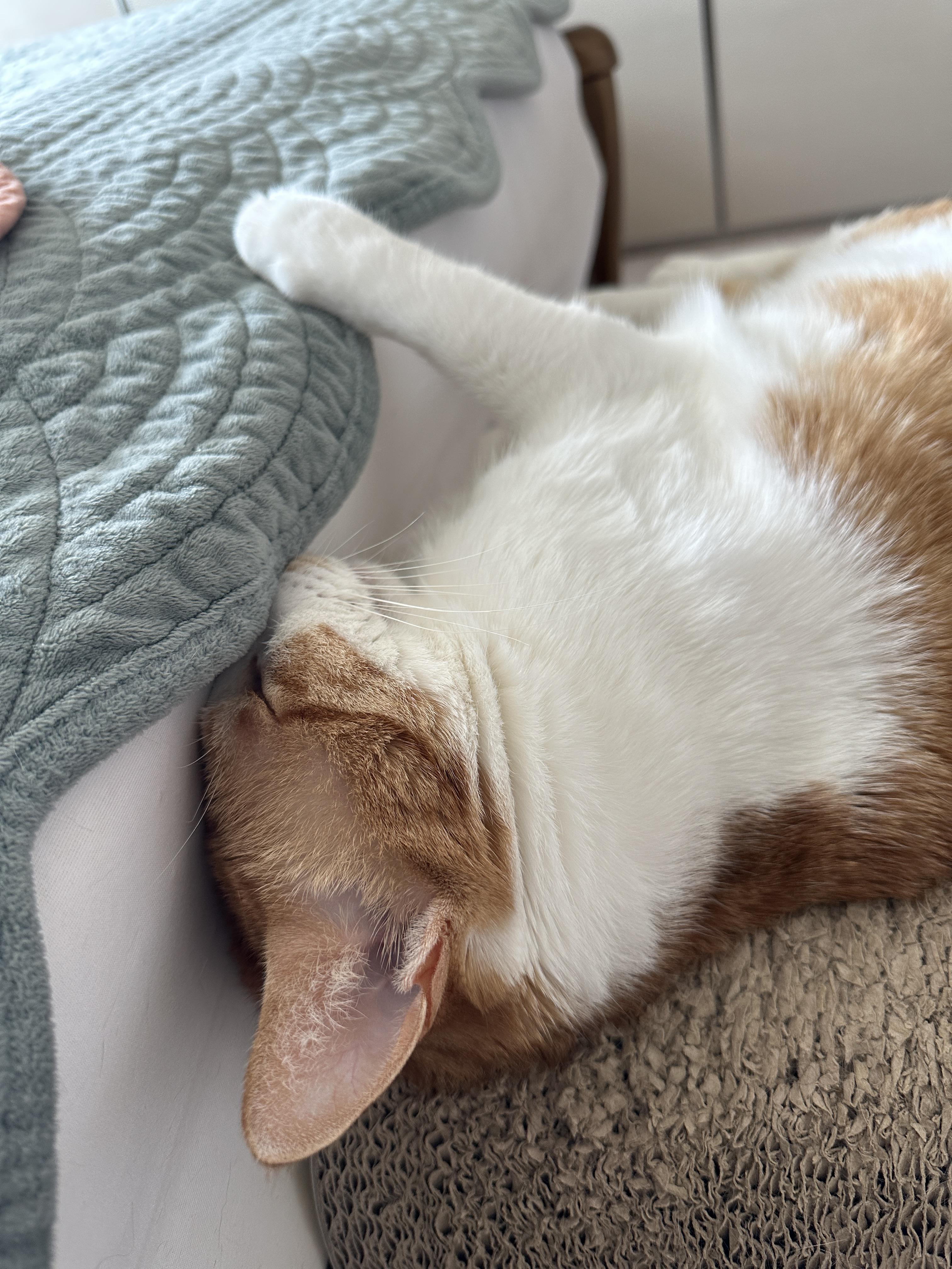 막둥이는 숙면중..자는 모습마저 사랑스러운 그동물