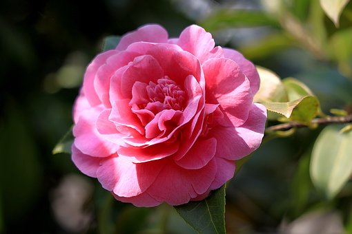 동백꽃 주꾸미 축제