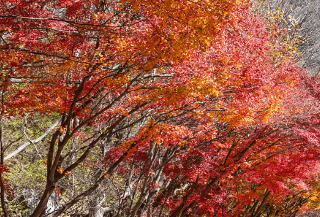 단풍축제 장성군 백양사