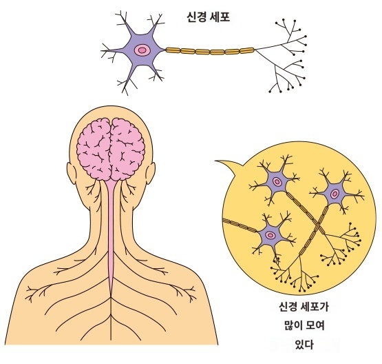 뇌전증 간질
