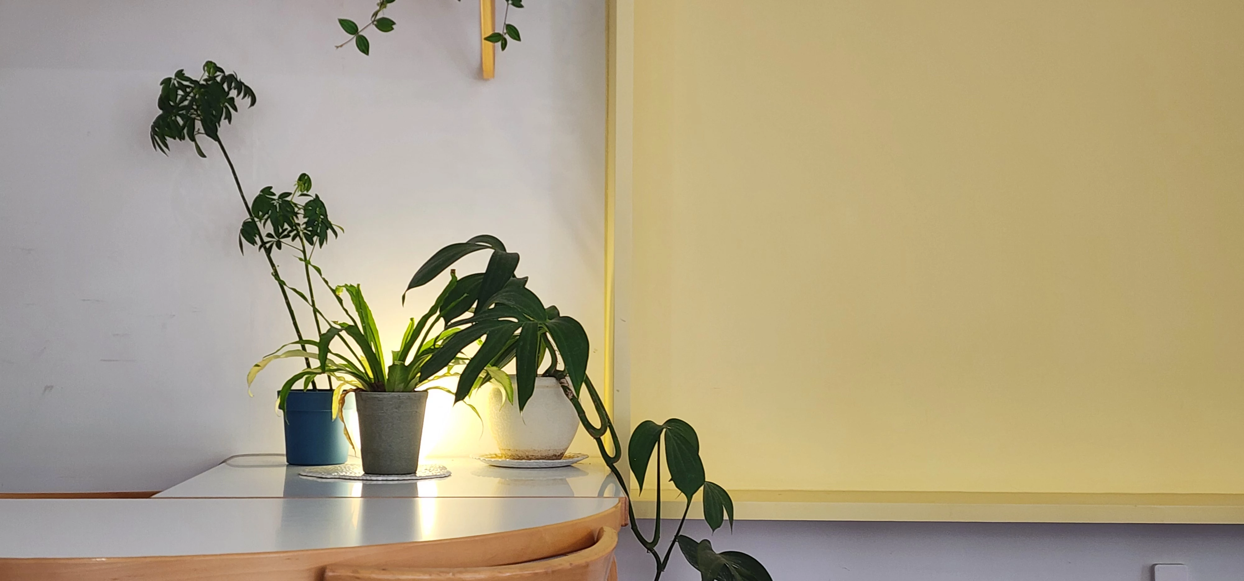 흰색 테이블 위 식물 클로즈업