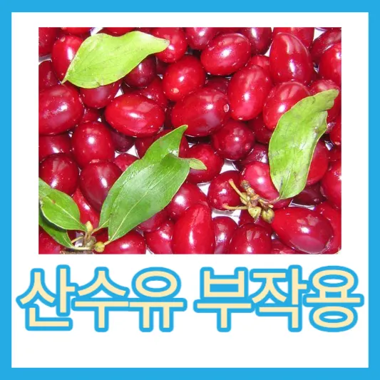 산수유 부작용