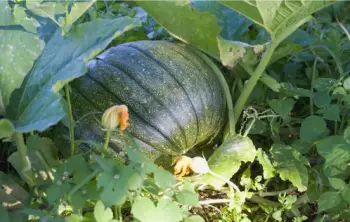 가을 제철 음식 늙은 호박 효능 및 영양성분