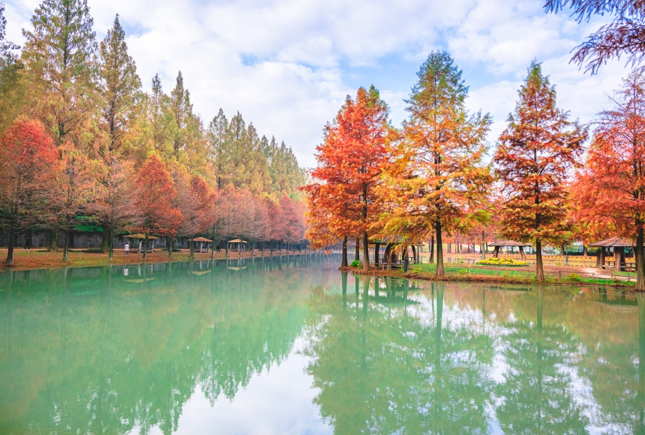 담양 메타세쿼이아길