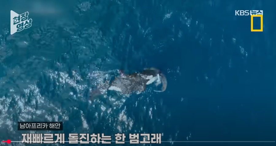 오르카의 힘과 지능