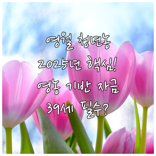 영월군 만 39세 이하 2025년 청..