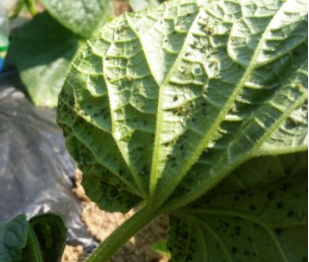 참외 심는시기(모종심는시기, 참외심기, 심는간격, 재배, 수확) 참외 키우기 총정리!