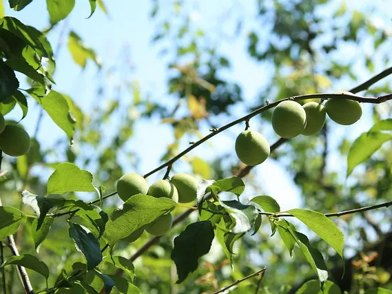 몸에 좋은 매실