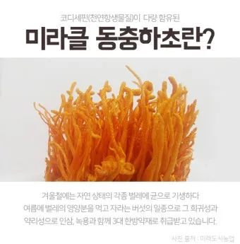 약용식물 동충하초 자연의 신비 건강 효능과 활용_24