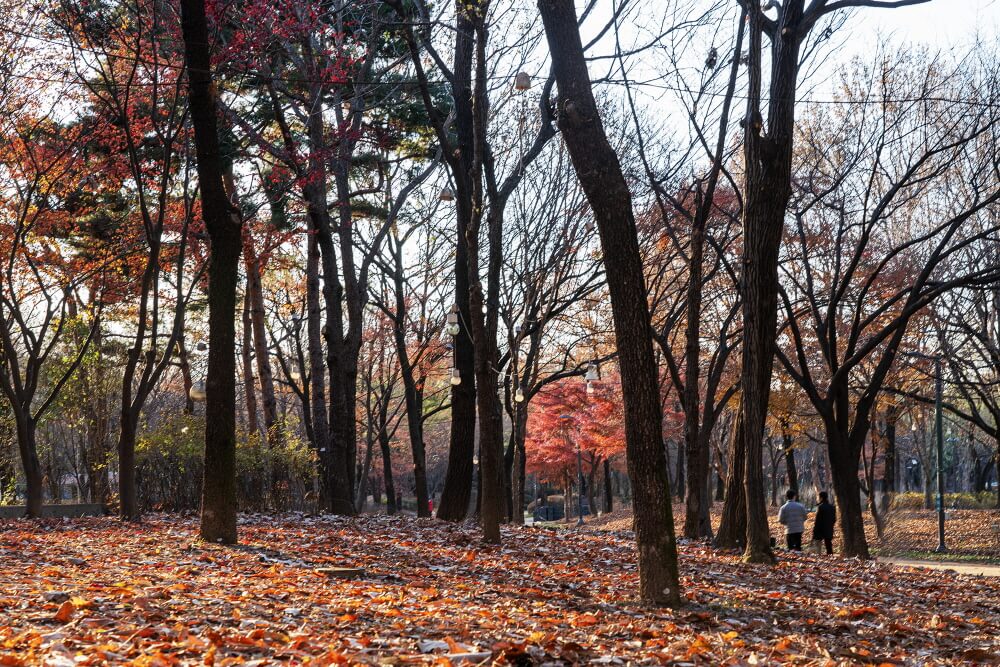 반려견과 함께 떠나는 서울 가을산책 단풍명소 추천 : 북서울꿈의숲&middot;서울숲&middot;반포한강공원