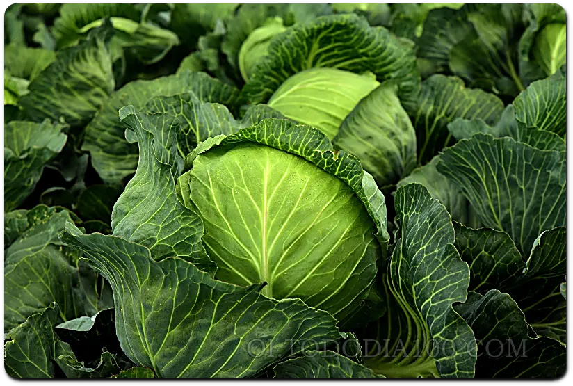 양배추의 진액 효과