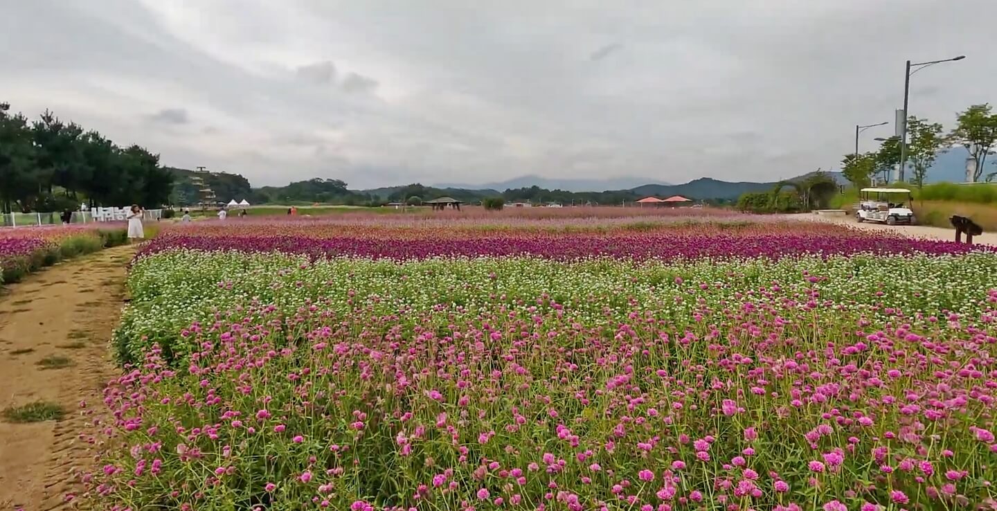 나리농원