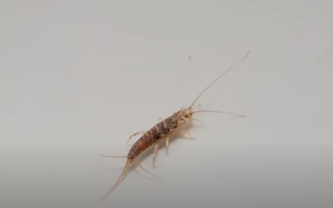좀벌레 퇴치법