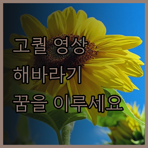 고퀄리티 영상 제작, 해바라기필름에서
