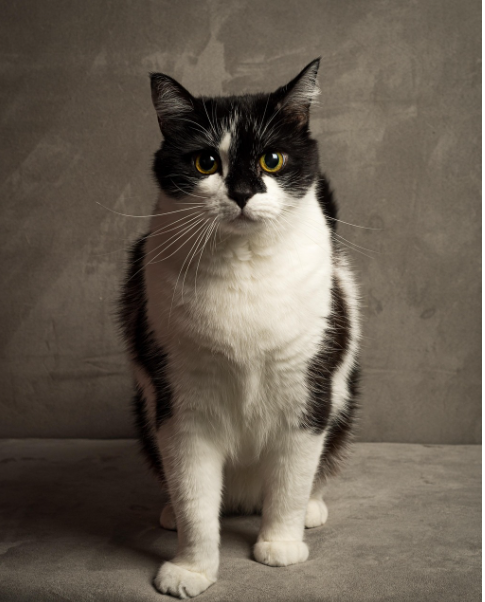 고양이 수염 위치로 읽는 심리 상태