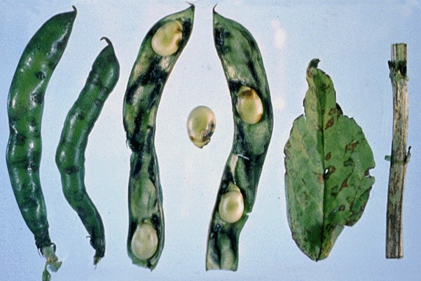 누에콩괴사바이러스에 감염된 누에콩