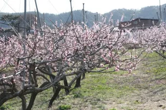 복숭아 나무 한살이 시기_10