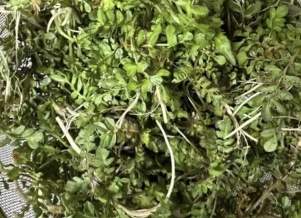 냉이된장국 끓이는법