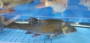 6월 제철 횟감 맛집 어디서 먹는 게 가장 맛있을까요 지역별 상세 추천_14