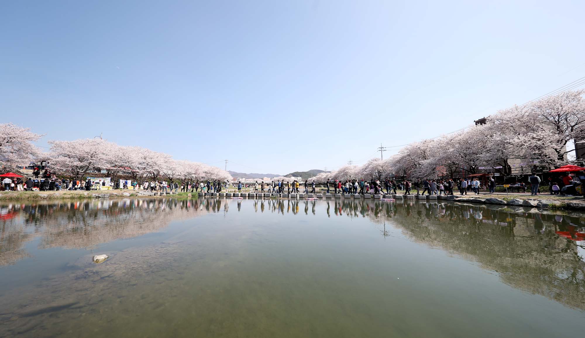 해미천변 벚꽃 핀 모습