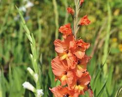 글라디올러스 이미지 사진 