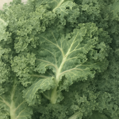 곱슬케일분말_효능_부작용