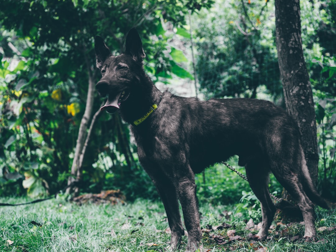 'K9'
