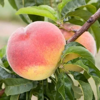 복숭아 나무 한살이 시기_21