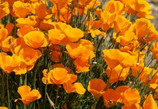 금영화 이미지 사진