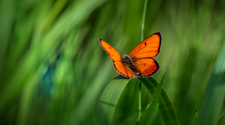 인간과 자연의 관계를 회복하는 환경심리학 원리