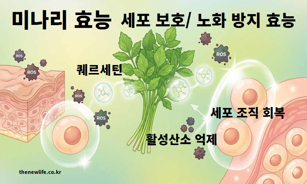 미나리 효능 세포 보호 노화 방지