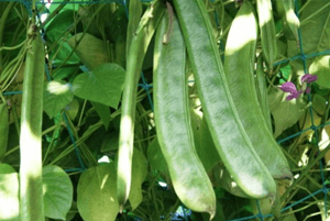 작두콩차 효능25