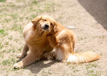 골든리트리버/출처:어도비스톡