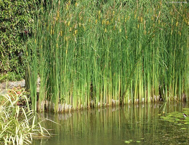 수생 식물의 종류와 특징