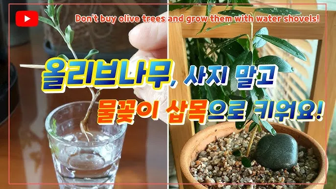 물꽂이 삽목 성공률높이기 깨끗한물 교체주기 빛관리 요령_5