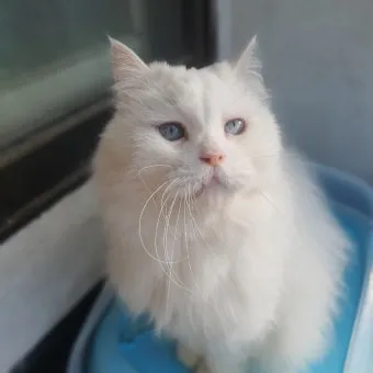 노령 고양이 필수 관리법 4가지 건강 지키기_8