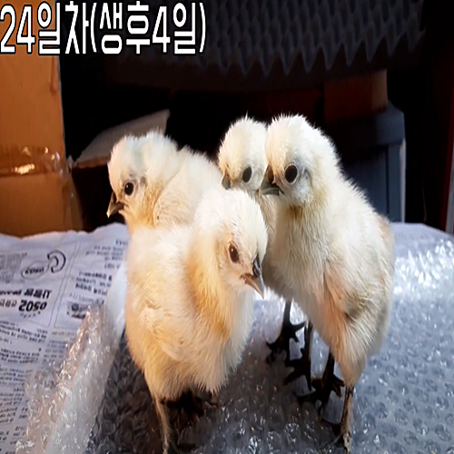 백봉오골계