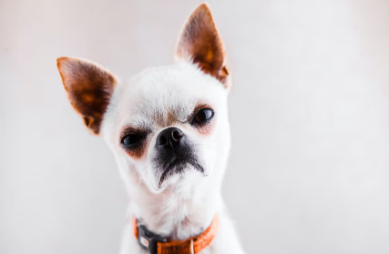 개가 화내는 이유