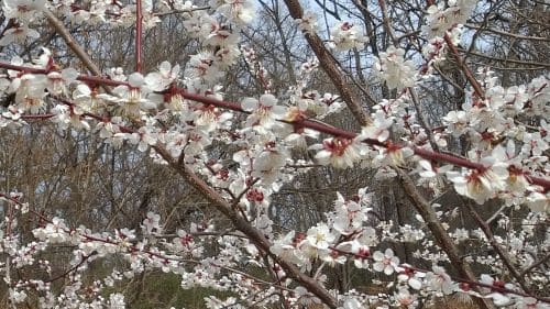 매화나무-설중매-매화꽃-개화